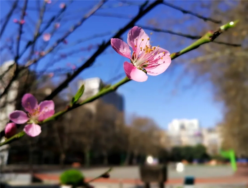 河南:中小学校园春景美如画