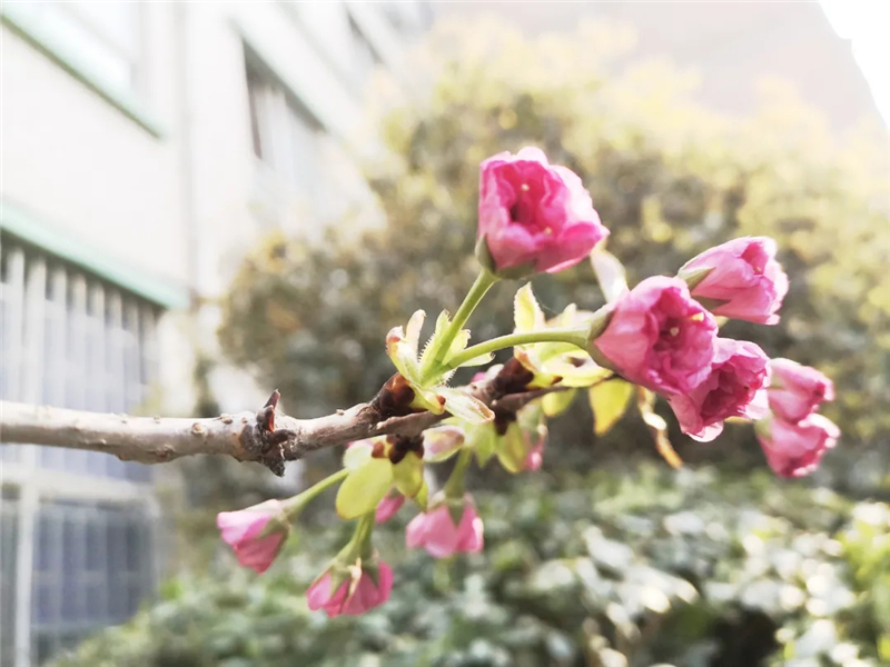 河南:中小学校园春景美如画