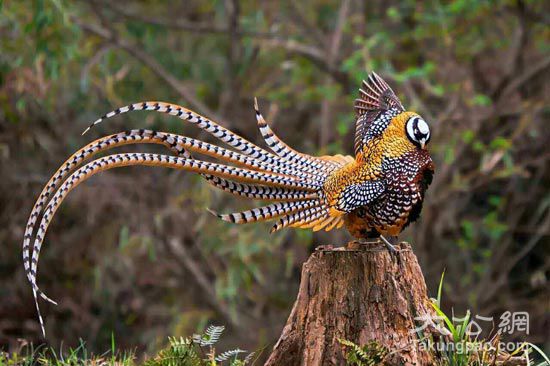 雉鸡翎齐天大圣也忘形