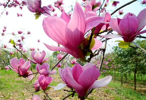 河南名村玉兰之乡南阳山头村