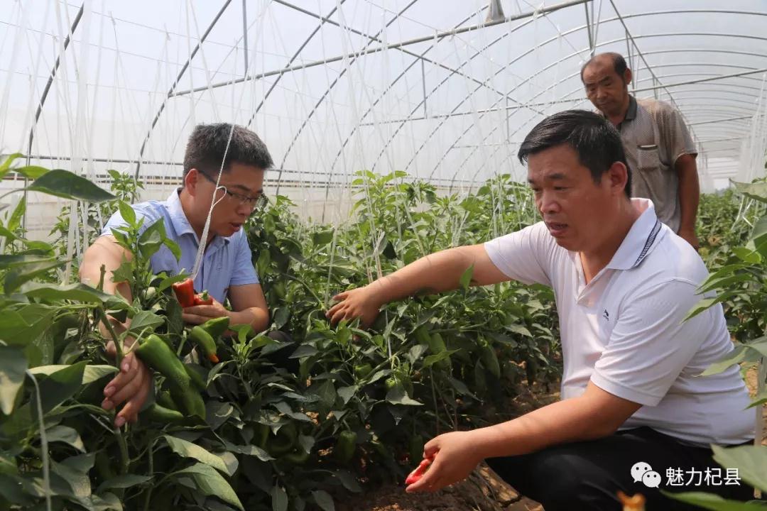 建大棚 调整种植结构 合作社经营助农增收 杞县李岗村贫困户走上致富
