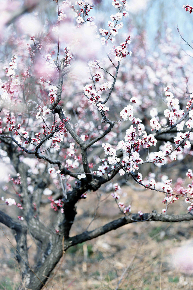 鲁山三月 · 杏花开的日子