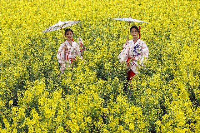 文化引领旅游搭台经济唱戏 宝丰县首届"万亩油菜花乡村旅游节"开幕