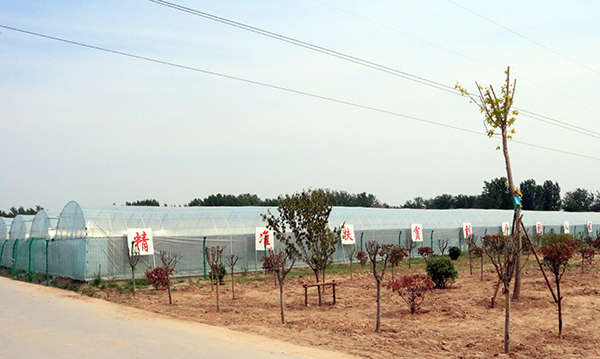 杞县柿园乡:果蔬产业园"蜜制"脱贫幸福路