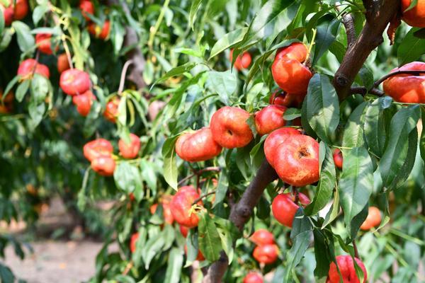 "去年来商丘省亲,听说宁陵有个蟠桃园,很好奇,就专意过来采摘几箱,分