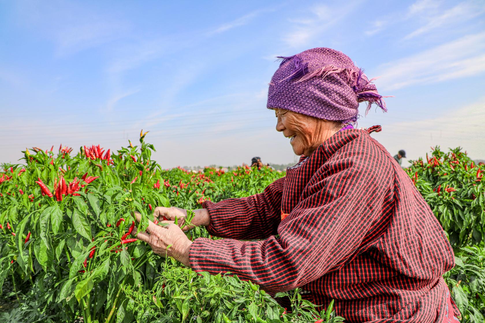 柘城辣椒获国家农产品地理标志登记保护