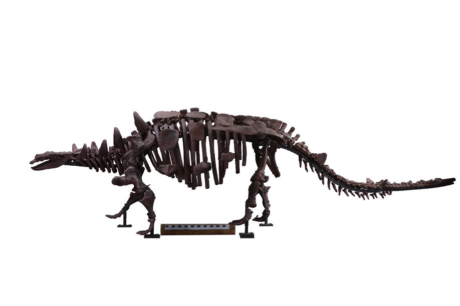 河南 >正文洛阳中原龙 洛阳中原龙生物形象科学复原图 君昌豫鸟化石