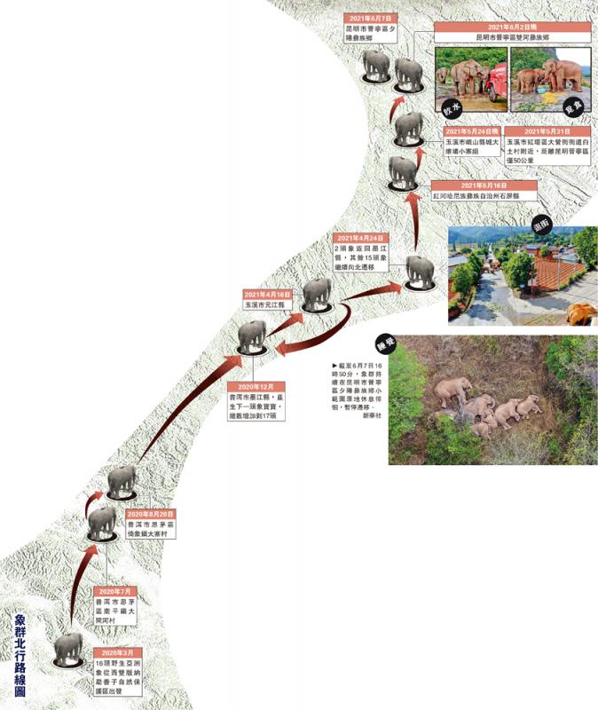 云南野象群北迁奔走千里不思归