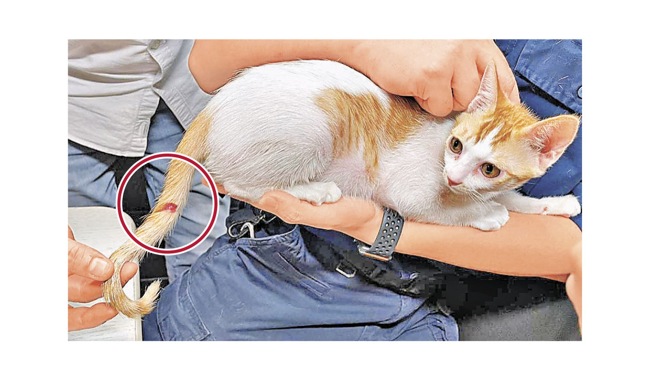 怀疑虐畜 有迹可寻