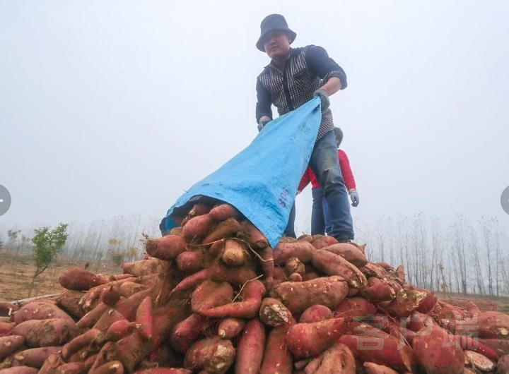 图说信阳红薯丰收富农家
