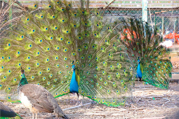 郑州市动物园孔雀进入最佳观赏期