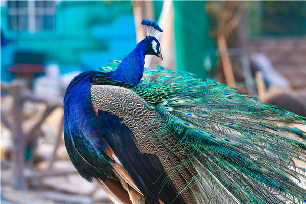 郑州市动物园孔雀进入最佳观赏期
