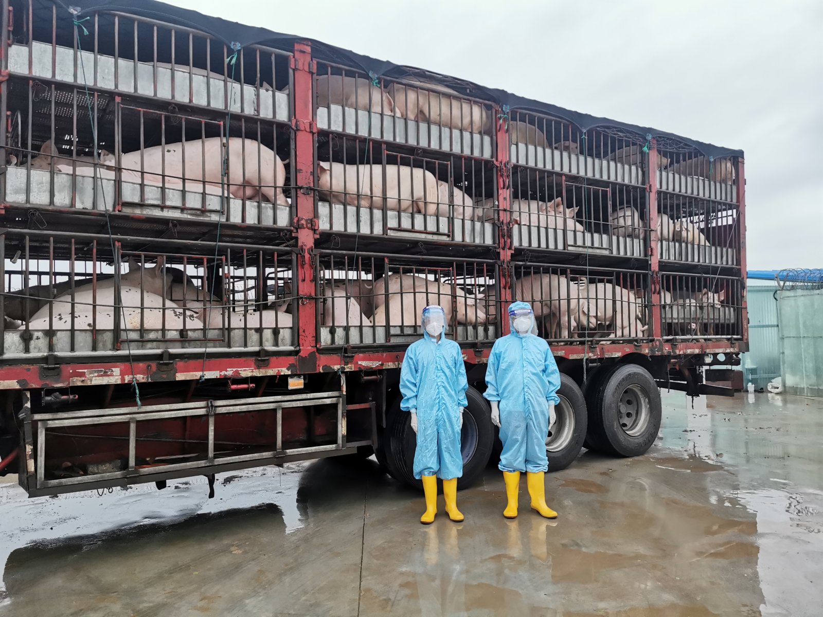 未受疫情影响河南供港猪出栏稳定