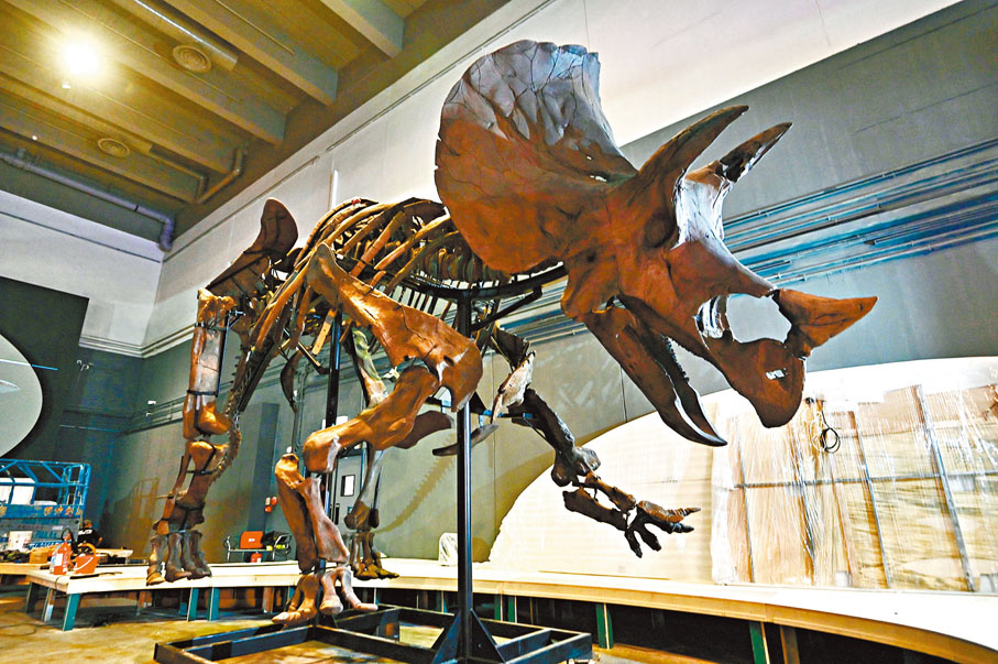 三角龙骨架香港科学馆全球首展